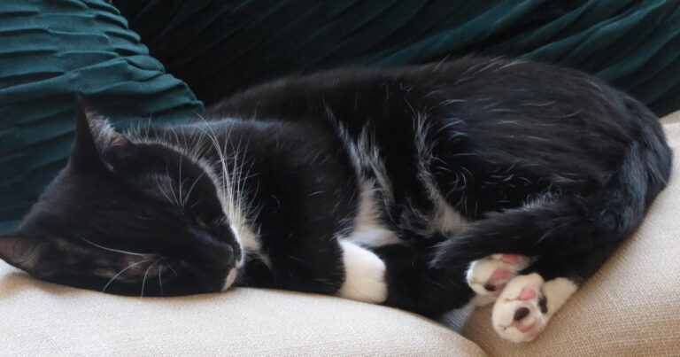 sovesofa egentlig komfortabel