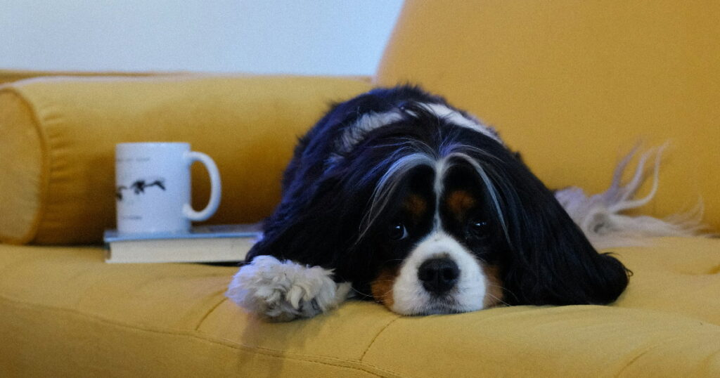 U-sofa test