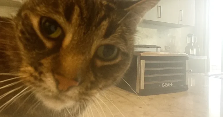 graef dehydrator da506 6 plater