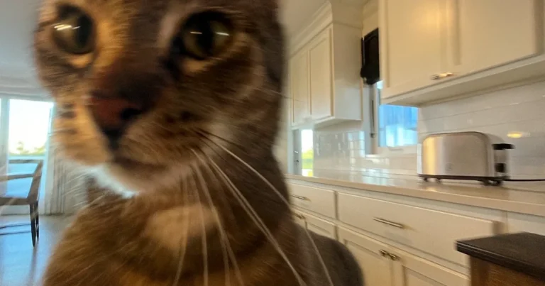 OBH Nordica - Manhattan Steel brødrister