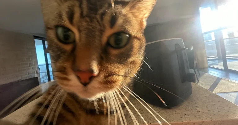 Sabor - Select brødrister