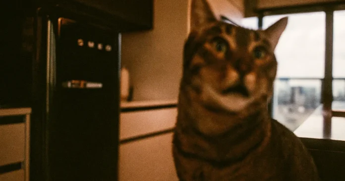 smeg-kjoleskap-fab10r SMEG - Kjøleskap FAB10R høyrehengt