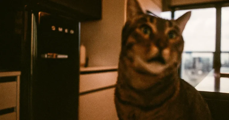 SMEG - Kjøleskap FAB10R høyrehengt