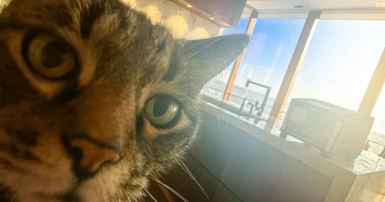 Steba - Dehydrator ED6 6 hyller