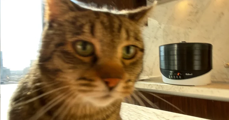 Steba - Dehydrator ED8 5 brett roterende 35-70°C