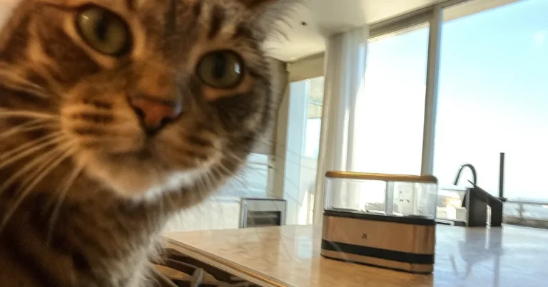 WMF - KITCHENminis eggekoker 2 egg