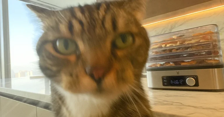 WMF - Snack To-Go dehydrator mattørker