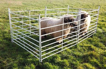 Lettgrinder, 150 cm - 10 stk